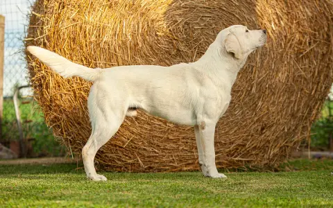 Biały labrador stoi przed belą siana. Dorosły labrador waży zazwyczaj od 25 do 36 kg.