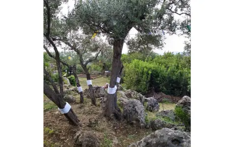 Ulivi con fasce bianche sui tronchi, forse per proteggerli da parassiti o come parte di oziorrinco rimedi naturali.