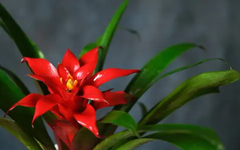 Jasnoczerwony kwiat bromelii z żółtym środkiem, otoczony zielonymi liśćmi. Kwitnie długo, ciesząc oko.