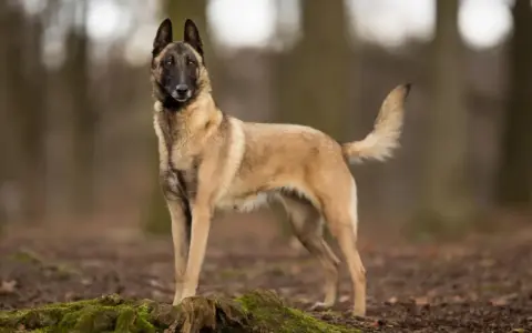 Un magnifique chien malinois, au pelage fauve et au masque noir, se tient fièrement dans une forêt automnale.
