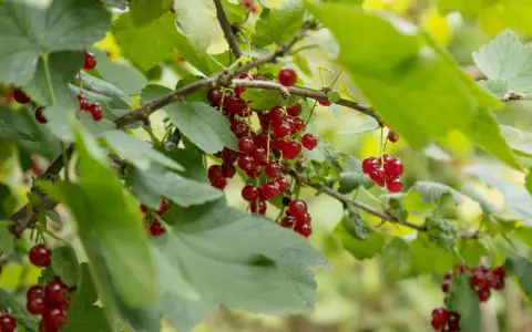 Reife Johannisbeeren hängen an Zweigen. Diese kleinen roten Früchte sind nicht nur lecker, sondern auch sehr gesund.