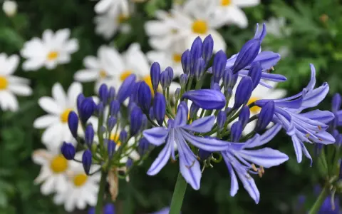 Blå agapanthusblommor blommar framför vita margueriteblommor.