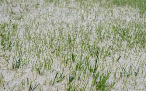 Frisch gesäter Rasen mit feinen grünen Halmen, die aus hellem Sand ragen. Ein Zeichen für neues Leben im Herbst.
