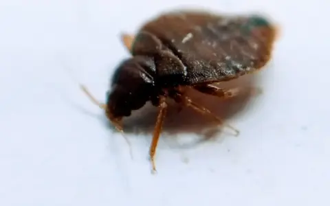 Un diminuto bed bug marrón, con seis patas y antenas, se arrastra sobre una superficie blanca.