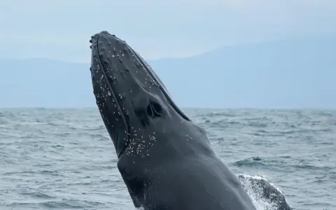 La testa di una balena megattera emerge dall'acqua, con piccole creature marine attaccate alla sua pelle scura.