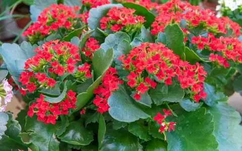 Gros plan sur un kalanchoé intérieur ou extérieur aux fleurs rouges vives et aux feuilles vertes charnues.