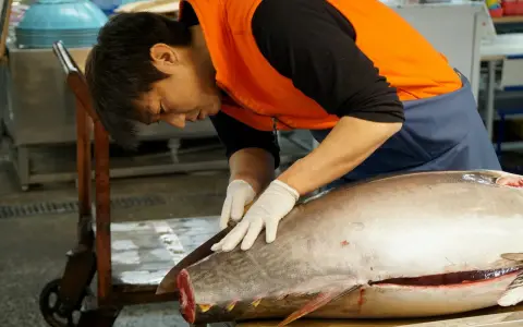 Un pescatore esperto lavora su un tonno rosso giapponese, pronto per essere preparato.