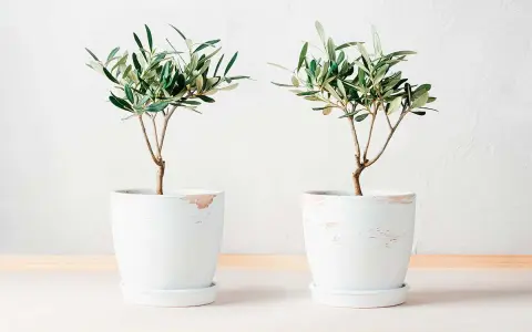 Dos olivos jóvenes en macetas blancas, ideales para aprender como cuidar un olivo en maceta.