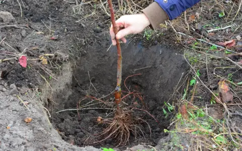 Ein junger Apfelbaum mit Wurzeln wird in ein vorbereitetes Loch im Boden gesetzt. Das Umtopfen ist im Gange.