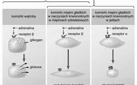 Ilustracja przedstawia działanie adrenaliny na komórki wątroby i mięśni gładkich, pokazując różne receptory.