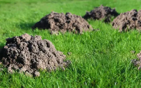 Ile kretów może być na działce? Odkryj, co wpływa na ich liczbę