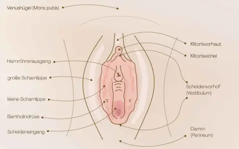 Anatomische Darstellung der weiblichen Genitalien, mit Beschriftungen wie Klitoris, Schamlippen und Scheide. Wichtig für das Verständnis der Entwicklung von kleinkind kinder scheiden.