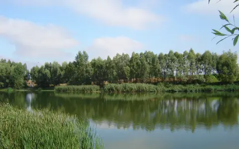 Spokojne krzekotowo łowisko z gęstą zielenią nad brzegiem i odbijającymi się w wodzie drzewami.