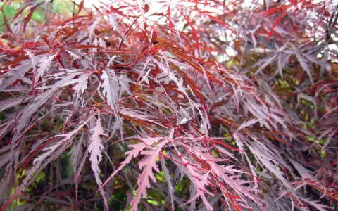 Feuilles déchiquetées d'un érable du Japon, aux teintes pourpres et rosées, évoquant une possible maladie.