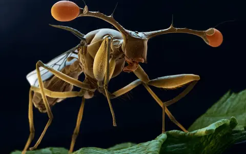 En närbild av en tsetseflugan med sina karakteristiska, långa antenner och stora, orange ögon. Den sitter på ett grönt blad.