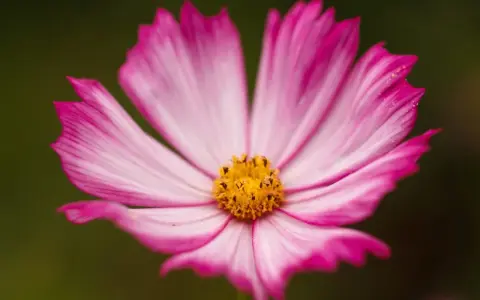 Una delicada flor de octubre, con pétalos rosados y blancos que se abren hacia un centro amarillo vibrante.