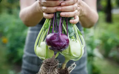 Hände halten frisch geernteten Kohlrabi mit Wurzeln. Ein lila Kohlrabi sticht hervor, umgeben von hellgrünen Exemplaren.
