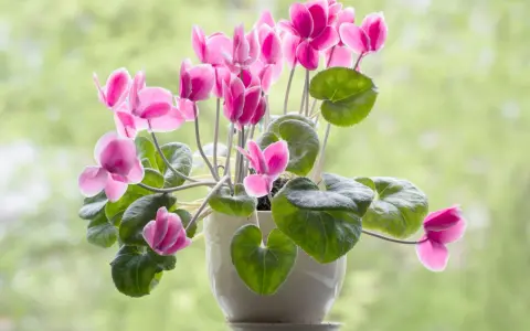 Un macizo de flores rosadas de ciclamen, un ejemplo de hermosos tipos de flores, florece en una maceta blanca contra un fondo verde desenfocado.