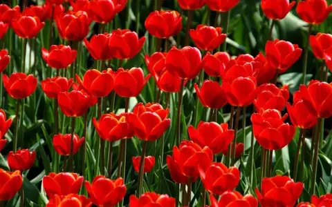 Kiedy jest sezon na tulipany? Odkryj najlepszy czas na kwitnienie