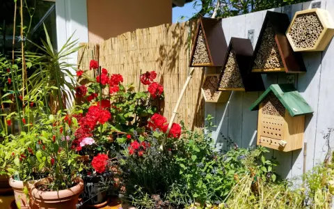 Bienenhotels an einem sonnigen Gartenzaun, umgeben von roten Rosen und Kräutern. Ein Zeichen für die Bedeutung der Eisheiligen für die Pflanzenwelt.
