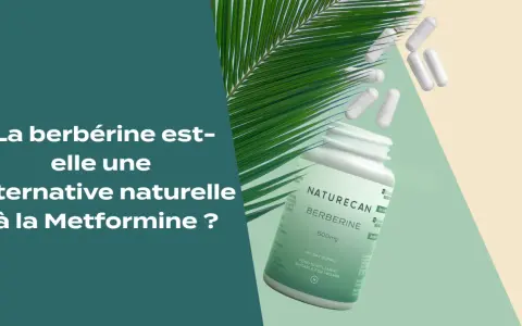 Gélules de berbérine, une alternative naturelle aux bienfaits potentiels, avec une feuille de palmier.