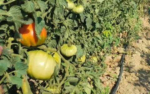Tomates verdes y uno anaranjado en una planta. Una araña roja se esconde entre las hojas, esperando su próxima comida.