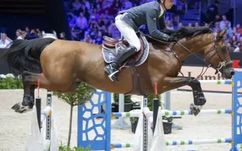 Cavalier et cheval brun en plein saut d'obstacles lors d'un événement CSI 5*.