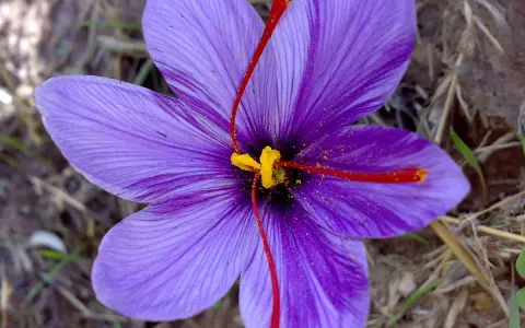 En lila krokusblomma med sina röda pistiller och gula ståndarknappar, känd som världens dyraste krydda.