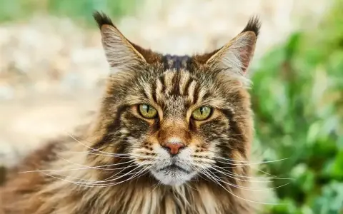 Majestatyczny kot rasy Maine Coon o zielonych oczach i bujnej sierści, z charakterystycznymi pędzelkami na uszach, spogląda prosto w obiektyw.