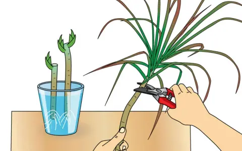 Zwei Stecklinge eines Drachenbaums stehen in Wasser. Eine Hand schneidet mit einer Gartenschere einen weiteren Drachenbaum.