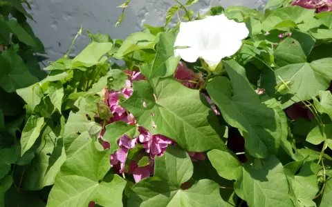 Liseron blanc et rose envahissant. Comment se débarrasser du liseron ? Il faut agir vite avant qu'il ne prenne toute la place.