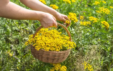 Hände pflücken gelbe Blüten für einen Korb. Diese Pflanzen, wie Rainfarn, sind bekannt dafür, welche Pflanzen vertreiben Zecken.