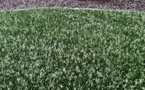 Grüner Rasen mit vielen kleinen weißen Blüten. Poa supina nachteile: diese Blüten können das Rasenbild stören.