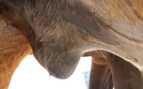 Gros plan sur le ventre d'un cheval, montrant un œdème abdominal. La peau est tendue et gonflée, signe d'une accumulation de liquide.