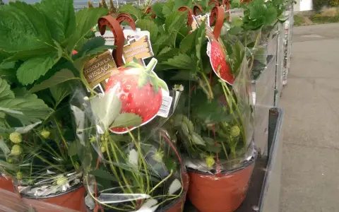 Des fraisiers en pot, prêts à être plantés, avec des étiquettes illustrant de belles fraises rouges.