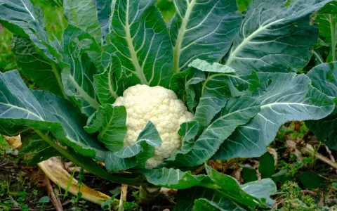 Gros chou-fleur blanc au cœur d'un feuillage vert luxuriant, prêt pour la récolte. La culture de ce légume est un art.