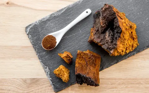 Morceaux de chaga brut et en poudre sur une ardoise, évoquant les nombreux chaga bienfaits pour la santé.
