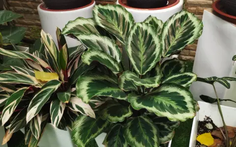 Calathea con hojas verdes y blancas, ideal para interiores. Sus cuidados son sencillos si se le da luz indirecta y humedad.