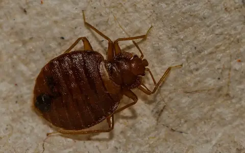 Un primer plano muestra cómo aparecen las chinches, con su cuerpo marrón y segmentado y sus patas delgadas sobre una superficie texturizada.
