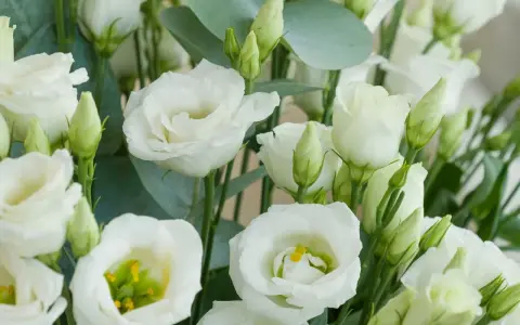 Un ramo de lisianthus blancos, símbolo de gratitud y aprecio. Sus pétalos delicados y capullos verdes evocan pureza y esperanza.