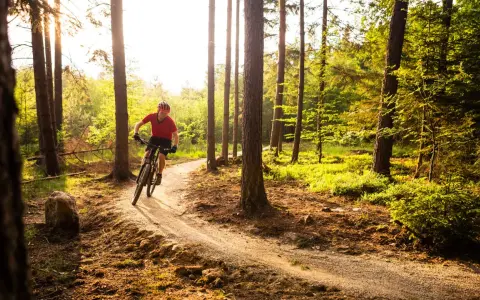 A person on a mountain bike navigates a sun-dappled forest trail, perfect for mountain biking for beginners.