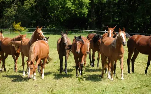 Un troupeau de chevaux bruns dans un pré verdoyant, profitant d'une retraite paisible.