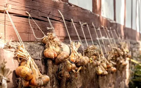 Zwiebeln ernten und lagern: Bundles von Zwiebeln hängen an einer Holzwand, bereit zur Lagerung.