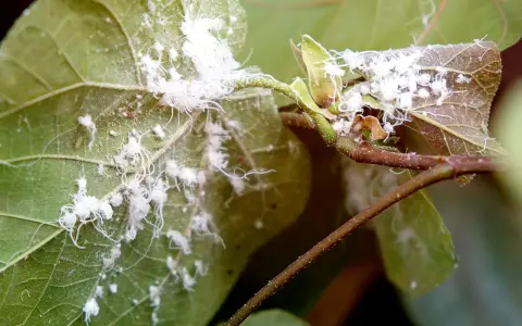 Fuzzy white bugs, likely mealybugs, infest the stems and leaves of a plant, creating a cottony appearance.
