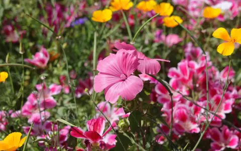 Eine bunte Blumenwiese mit leuchtend pinken und gelben Blüten, die an ein gelungenes Projekt zum Blumenwiese anlegen erinnert.
