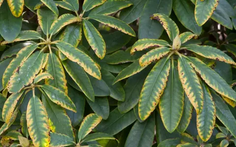Feuilles de rhododendron atteintes d'une maladie, présentant des taches jaunes et brunes sur les bords.
