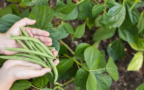 Mains tenant une récolte fraîche de des haricots verts, entourées de feuilles vertes luxuriantes.