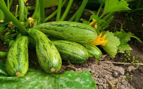 Un grappolo di zucchine verdi striate, mature e pronte per essere raccolte, crescono rigogliose sulla loro pianta.