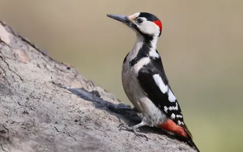 Dzięcioł białoszyi z czerwonym czubkiem na głowie siedzi na pniu drzewa, wypatrując owadów.