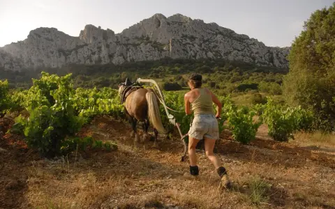 Une femme labourant un vignoble avec un cheval, sous un ciel clair et des montagnes rocheuses.